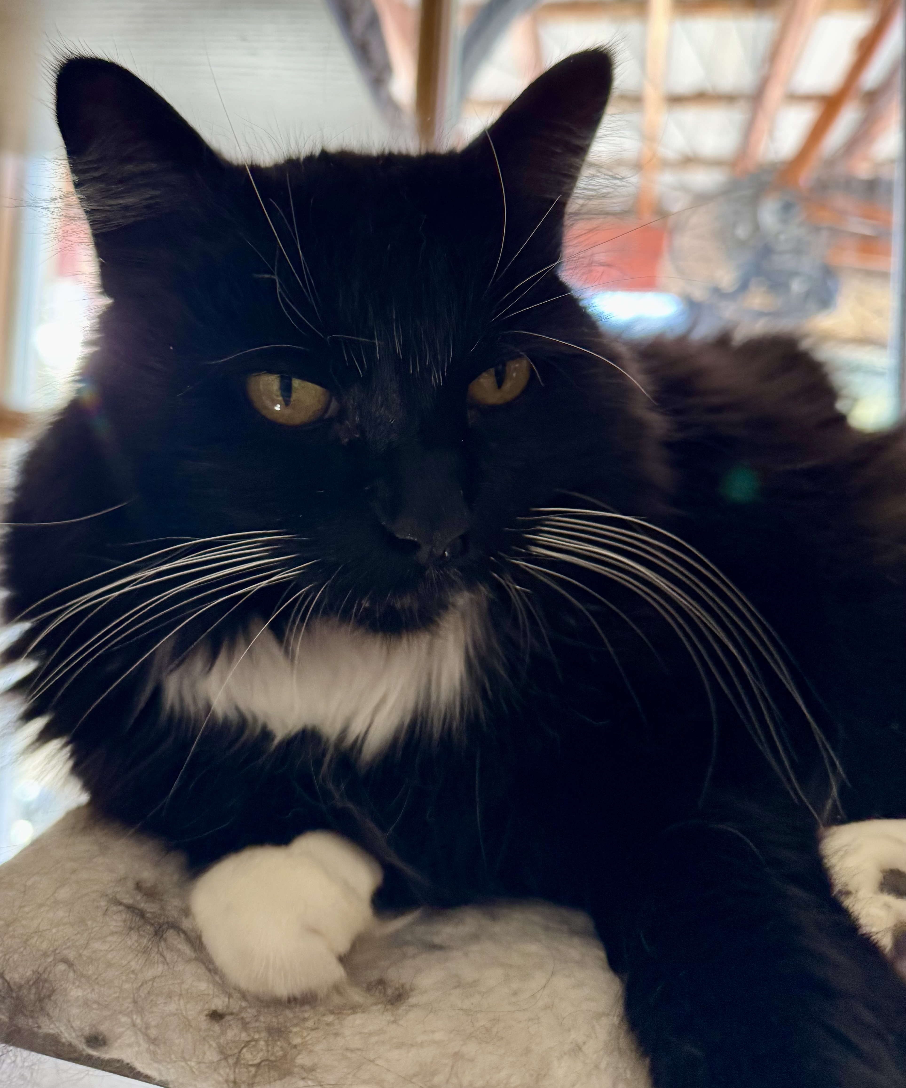 Black Panther Movie Premiere